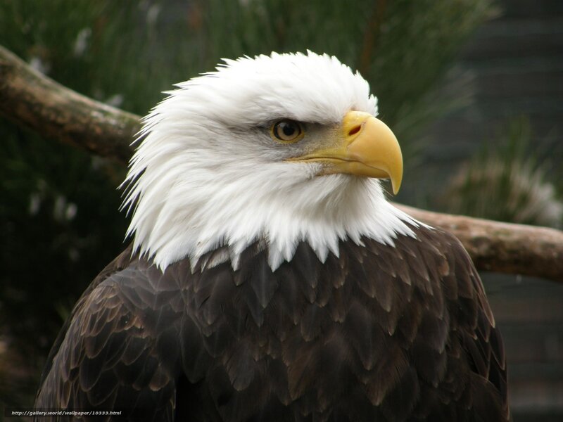 Bald Eagle Head — White, Alert, Photograph, Branch