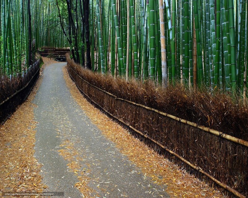 Path Through Bamboo Forest — Green, Serene, Autumn, Photograph