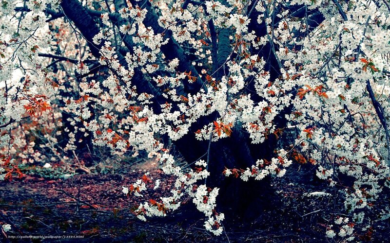 Cherry Blossom Tree — White, Serene, Spring, Photograph, Flowers, Branches, Ground, Brown