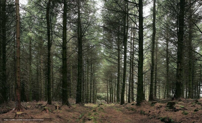 Tall Pine Trees in Forest — Green, Serene, Morning, Photograph, Forest Floor, Moss