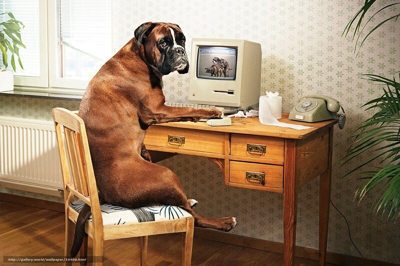 Boxer Dog at Desk — Brown