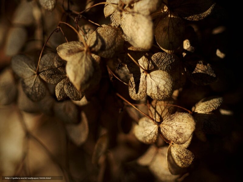 Dried Hydrangea Flowers — Brown, Dramatic, Sunset
