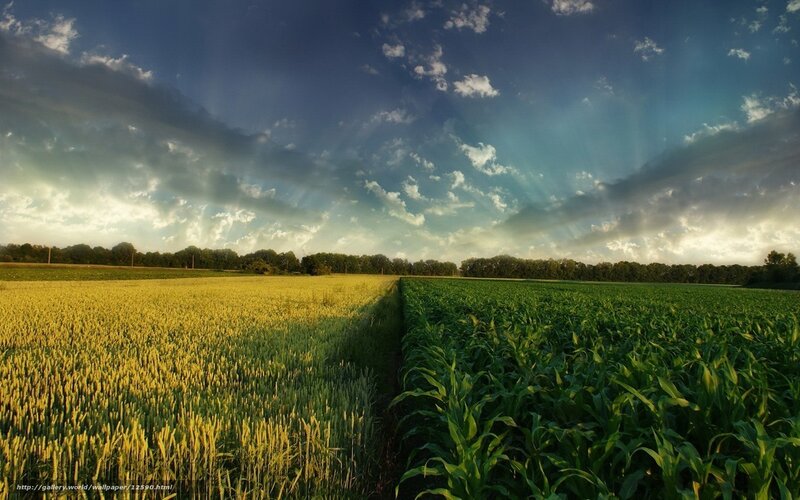 Wheat and Corn Fields — Green, Dramatic, Sunset, Photograph, Sky