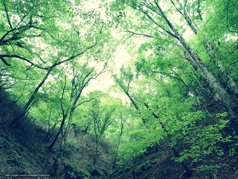 Green Forest Canopy — Serene, Morning, Photograph, Trees