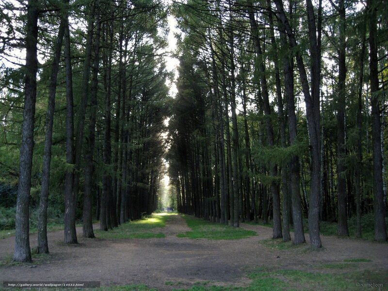 Tree-lined Path — Green, Serene, Morning, Photograph, Trees, Sunlight