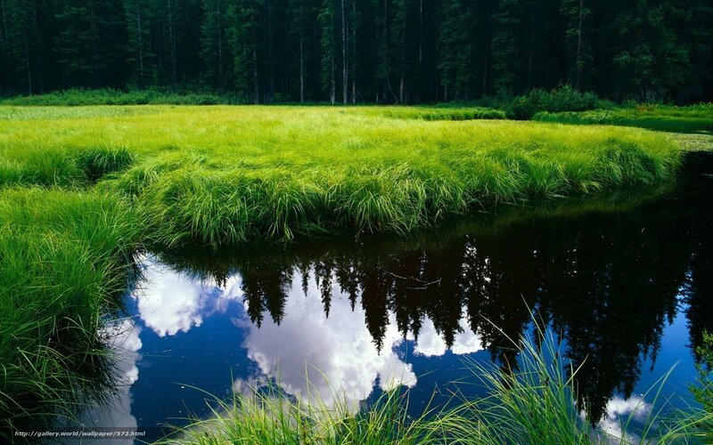 Grassland Pond Reflection