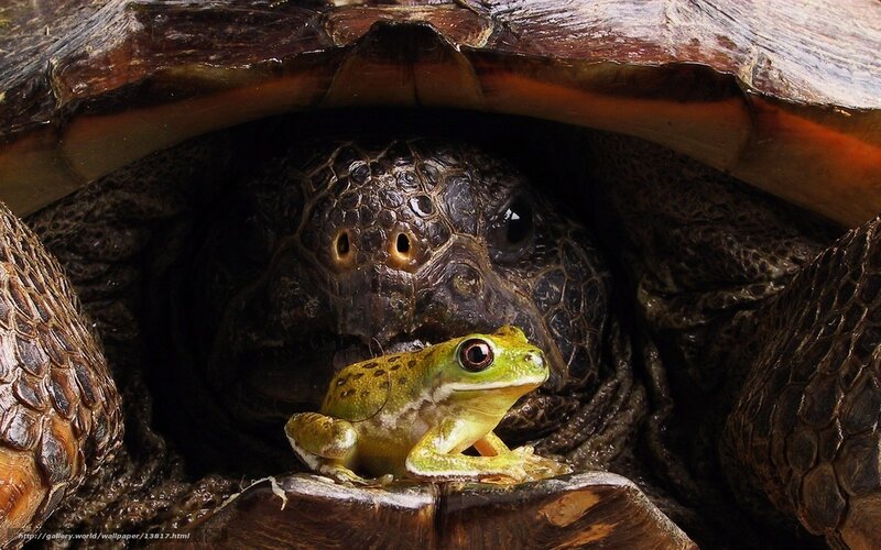 Green Frog on Turtle — Calm, Photograph, Brown
