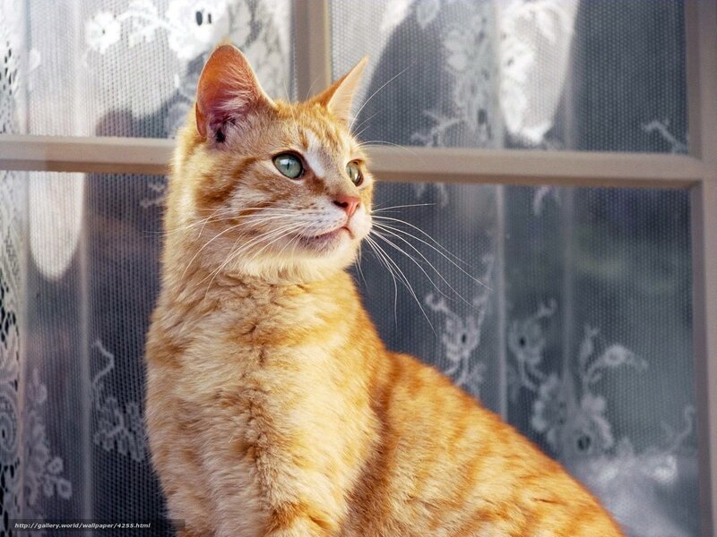 Orange Tabby Cat — Calm, Afternoon, Photograph, Window, Curtain, White