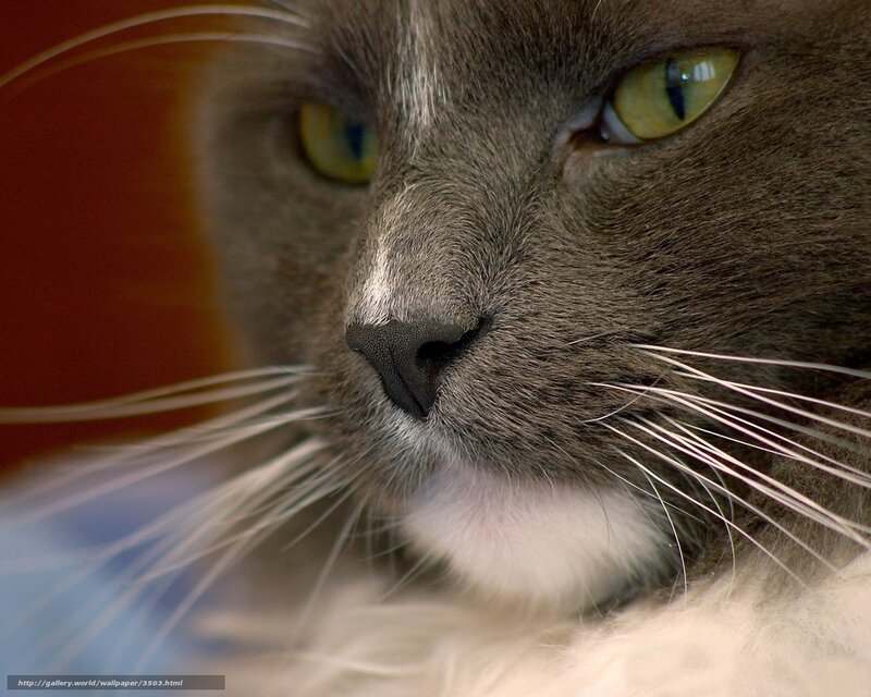 Gray Cat Face
