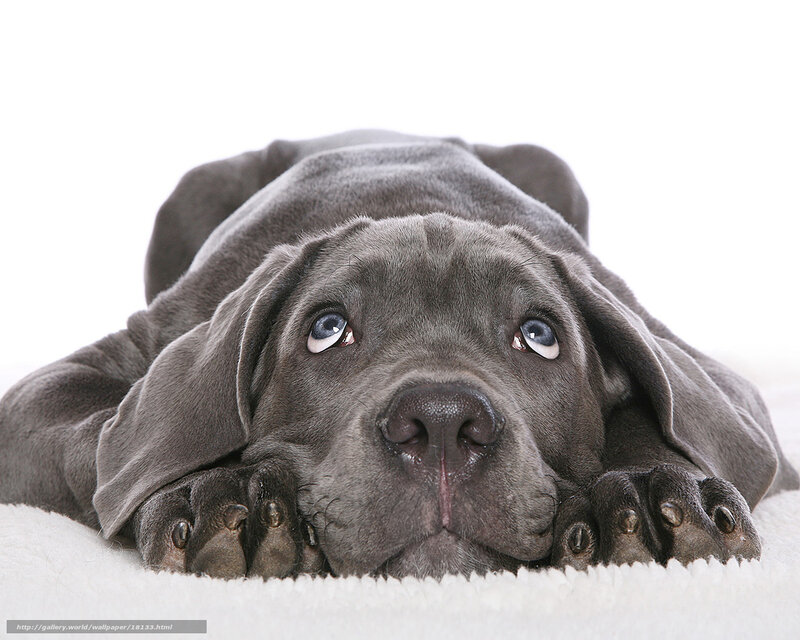 Gray Puppy Lying Down — Calm, Photograph, White Blanket, Paws