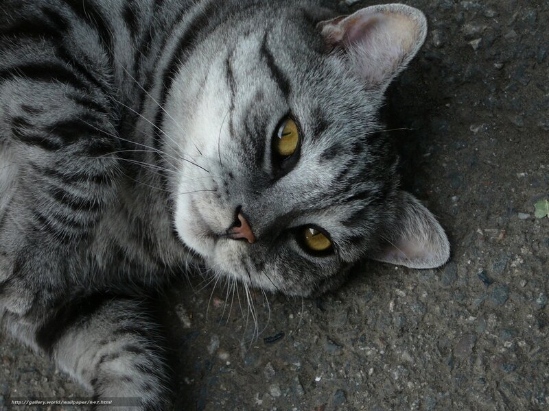 Gray Tabby Cat — Calm, Photograph, Ground, Whiskers