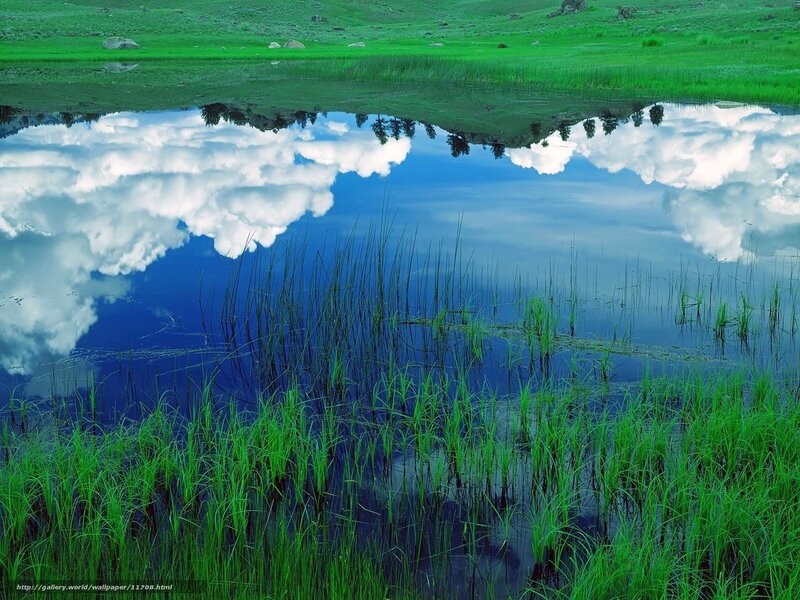 Reflection in a Pond — Green, Serene