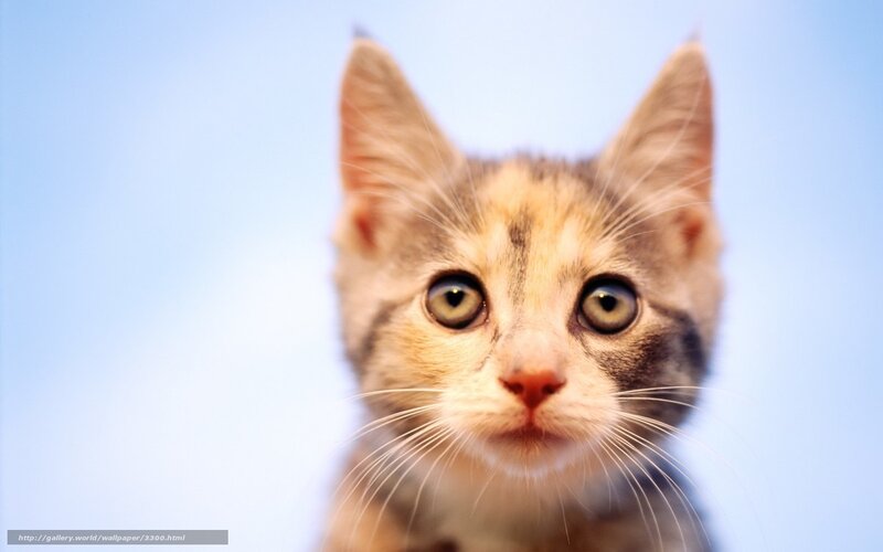 Kitten Looking Up — Blue