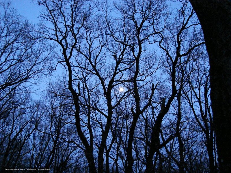 Bare Trees at Night — Blue