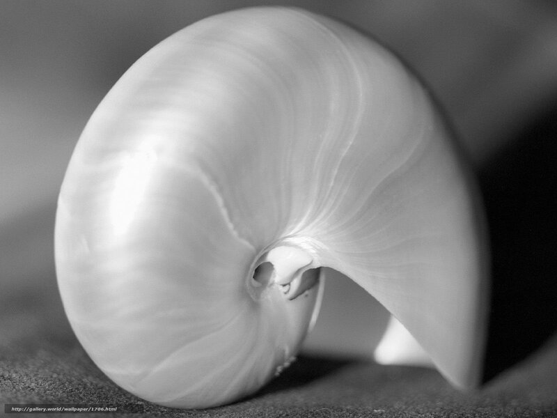 Nautilus Shell — Black
