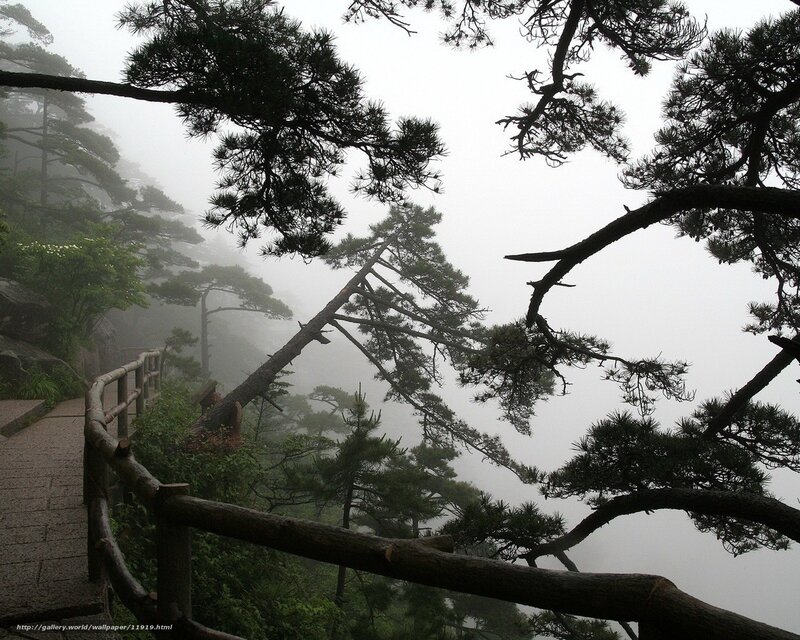 Pine Trees on Mountain