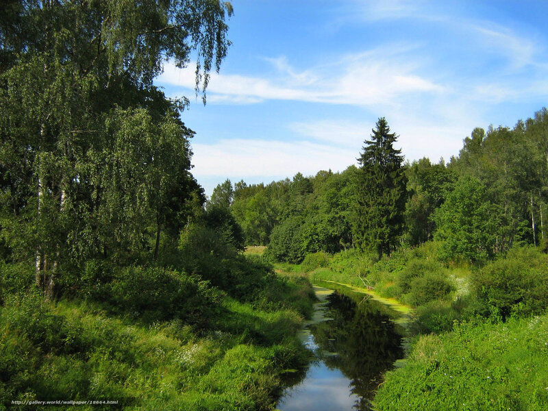 River in Forest — Green, Serene, Afternoon, Photograph, Trees, Sky, Vegetation