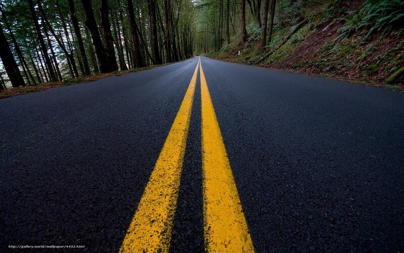 Asphalt Road in Forest — Black, Serene, Morning, Photograph, Trees, Yellow Lines