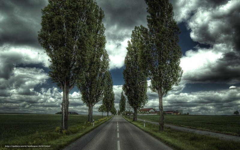 Road with Trees
