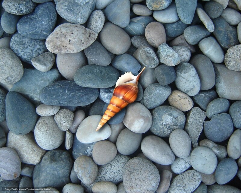 Seashell on Pebbles — Gray