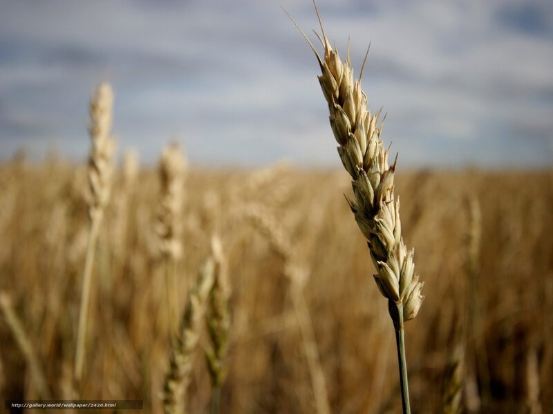 Single Wheat Stalk
