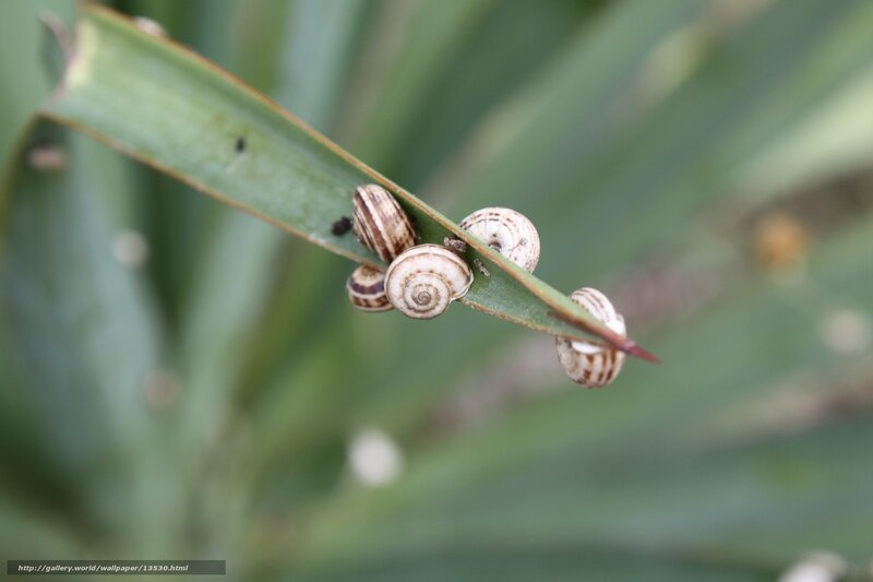 Snails on a Leaf — Green, Calm