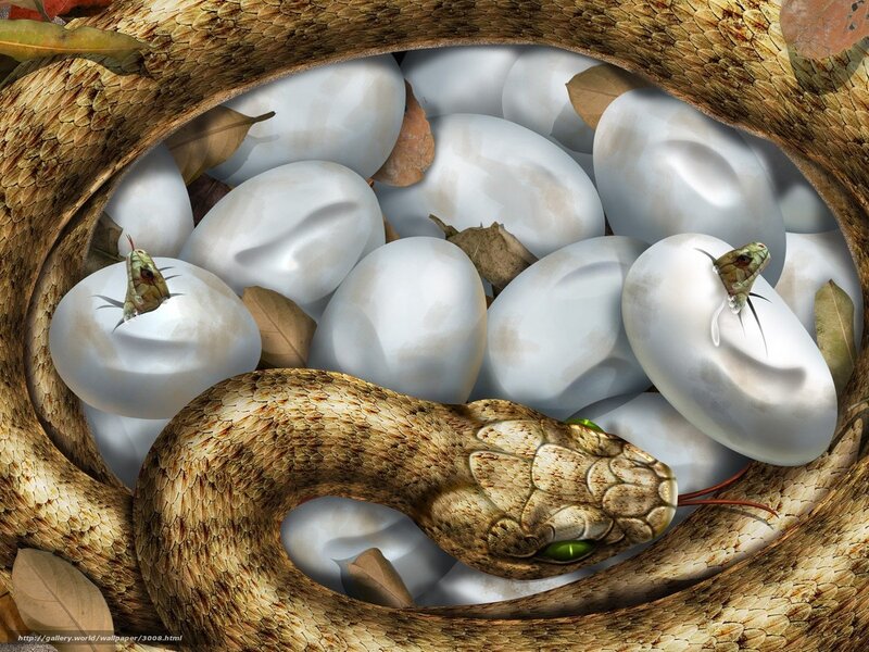 snake guarding eggs