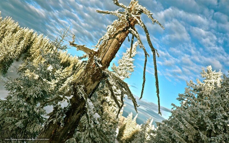 Snow-covered Tree — Blue, Dramatic