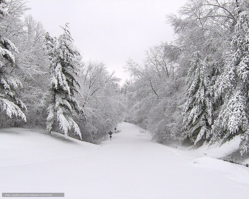 Snow-covered Road — White, Serene, Winter, Photograph, Trees, Signs
