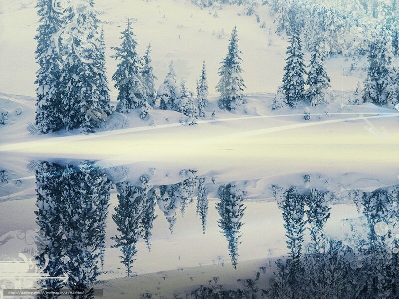 Snow-covered Pine Trees — White, Serene, Winter, Photograph, Snow, Reflection, Blue