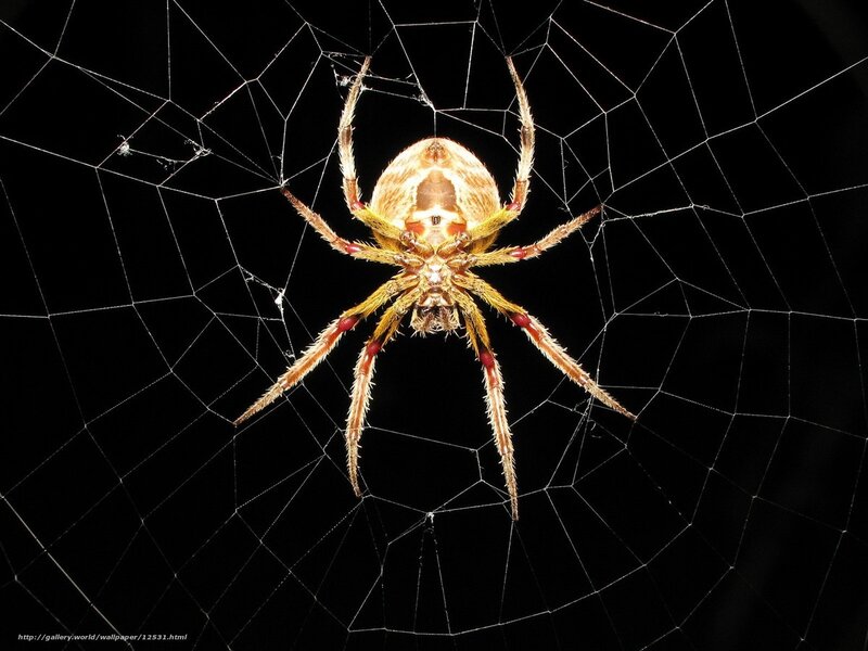 Spider on Web — Brown, Dramatic
