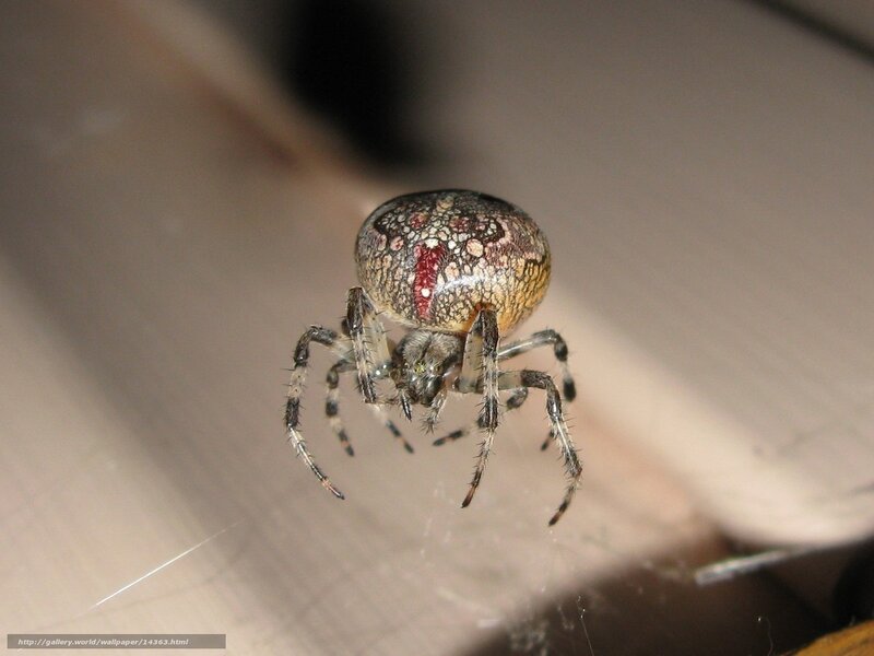Spider on Web — Brown, Neutral, Photograph, Wooden Surface