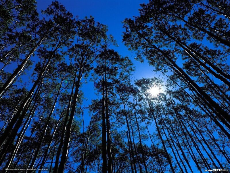 Tall Trees in Forest — Blue, Serene, Afternoon, Photograph, Sun, Sky
