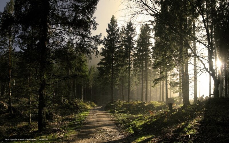 Dirt Path in Forest — Green, Serene, Morning, Photograph, Trees, Sunlight, Mist, Brown