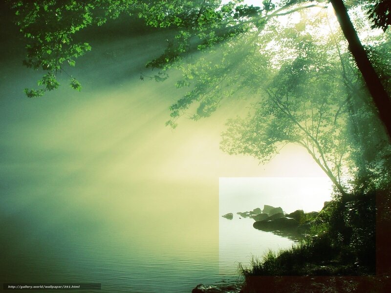 Sunlight Through Trees — Green, Serene, Morning, Photograph, River, Rocks