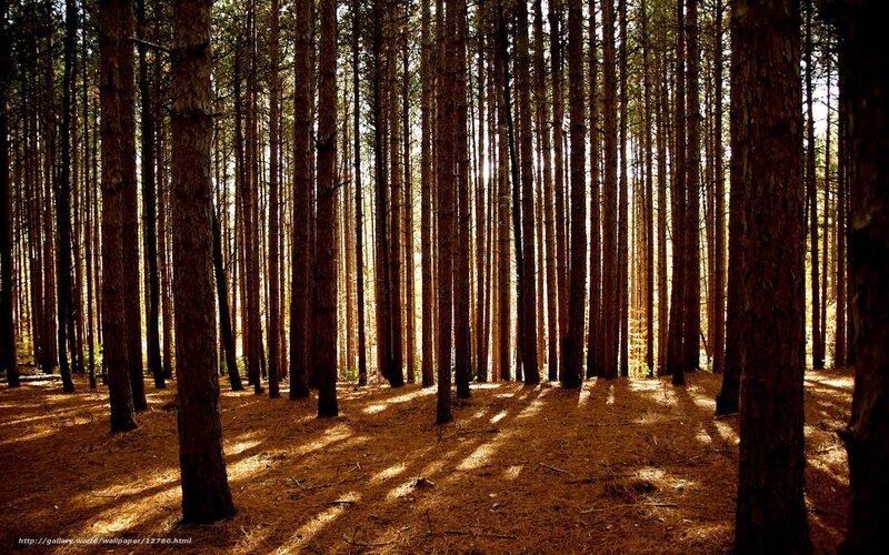 Pine Trees in Forest — Brown, Serene, Afternoon, Photograph