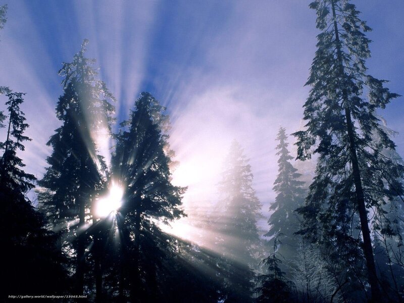 Sunlight Through Pine Trees — Blue