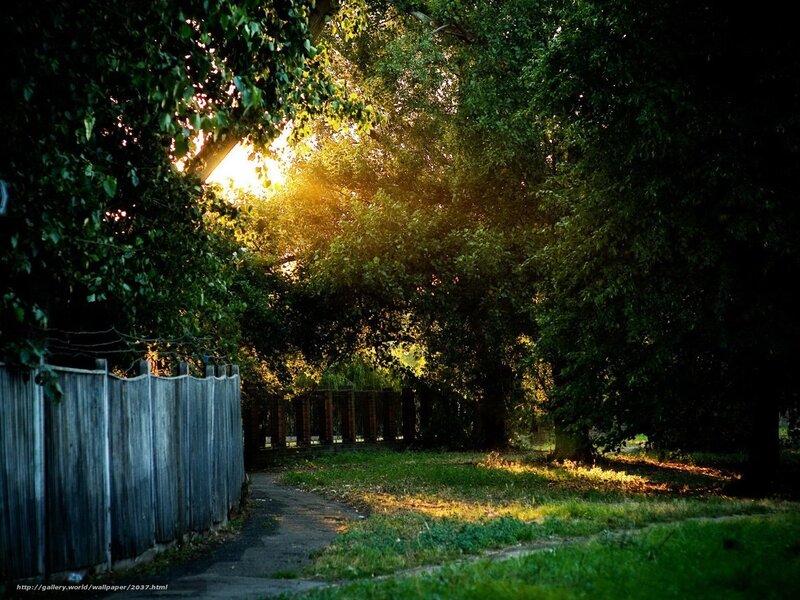 Sunlight Through Trees — Green, Serene, Sunset, Photograph, Path