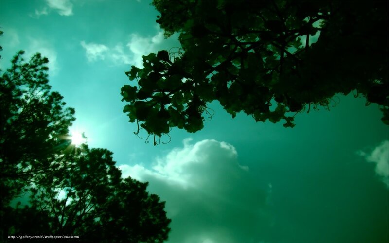 Sunlight Through Tree Branches — Green, Dramatic, Afternoon