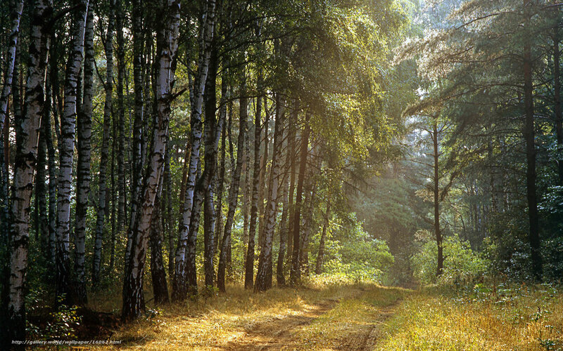 Birch Forest Path — Green, Serene, Morning, Photograph, Trees, Sunlight, Yellow