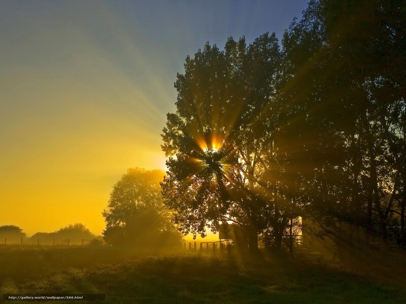 Sunrise Through Trees — Yellow, Serene, Photograph, Fog, Field, Blue