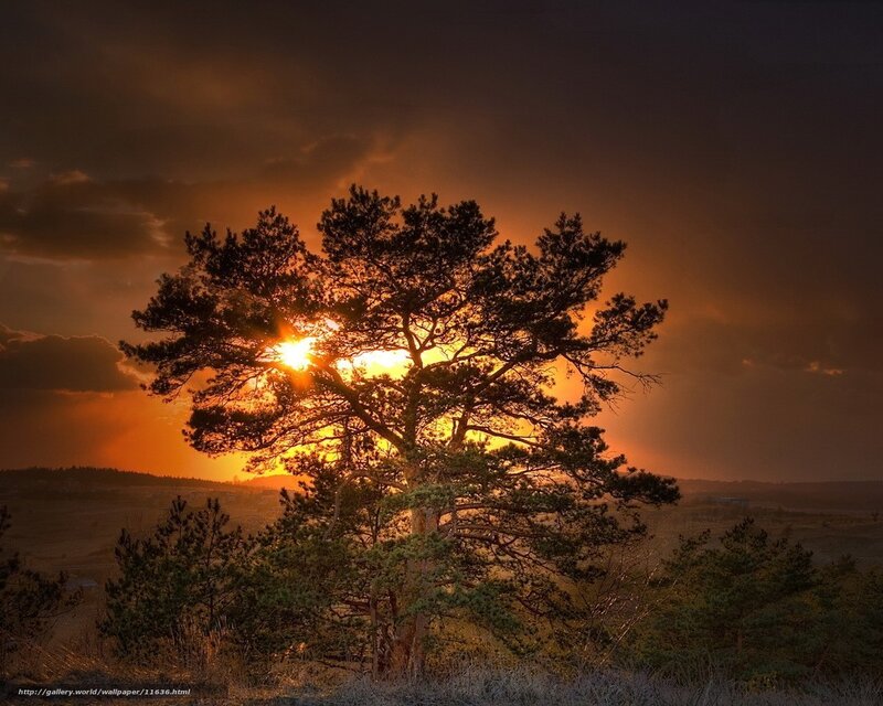 Solo Pine Tree