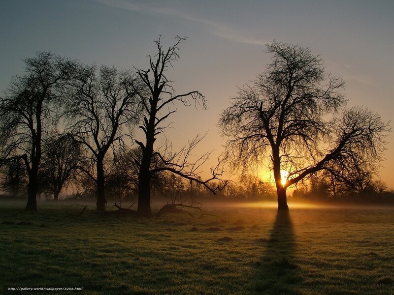 Silhouetted Trees at Sunrise — Orange, Serene, Photograph, Sun, Fog, Grass