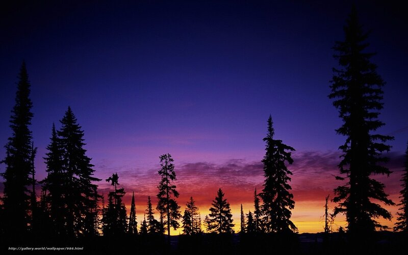 Silhouetted Pine Trees — Purple, Serene, Sunset, Photograph