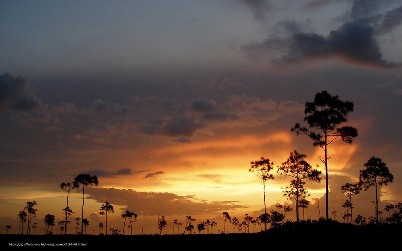 Silhouetted Trees at Sunset — Orange, Dramatic, Photograph, Sky, Clouds, Yellow