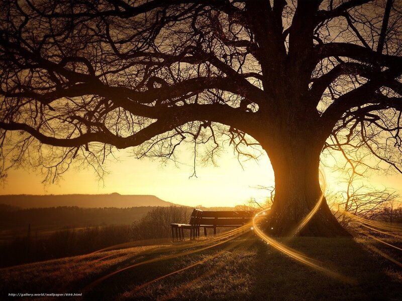 Large Tree with Bench — Gold, Serene, Sunset, Photograph, Mountain
