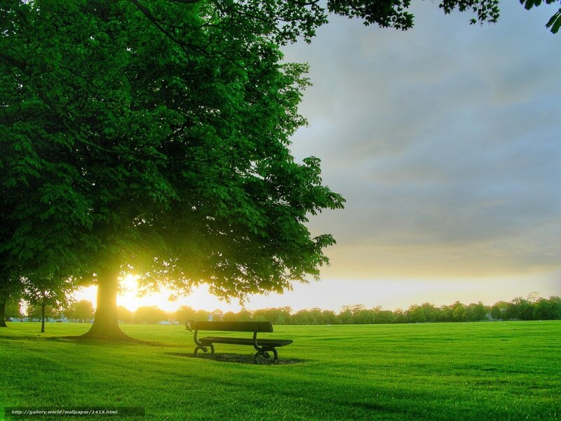 Bench under Tree — Green, Serene, Sunset, Photograph, Grass, Sun