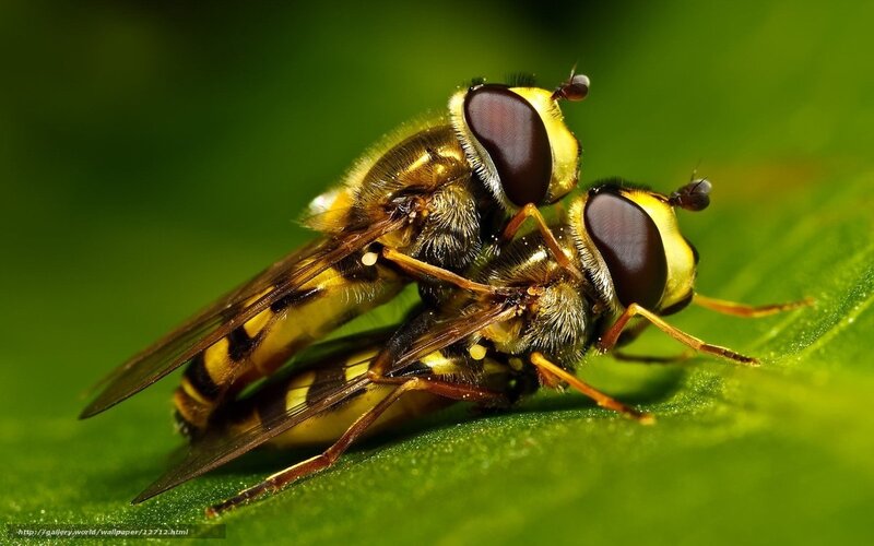 Two Hoverflies Mating — Green, Natural